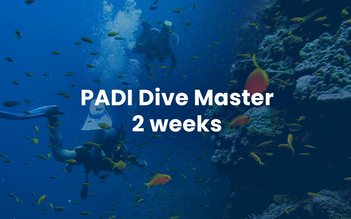 PADI Dive Master - Two weeks