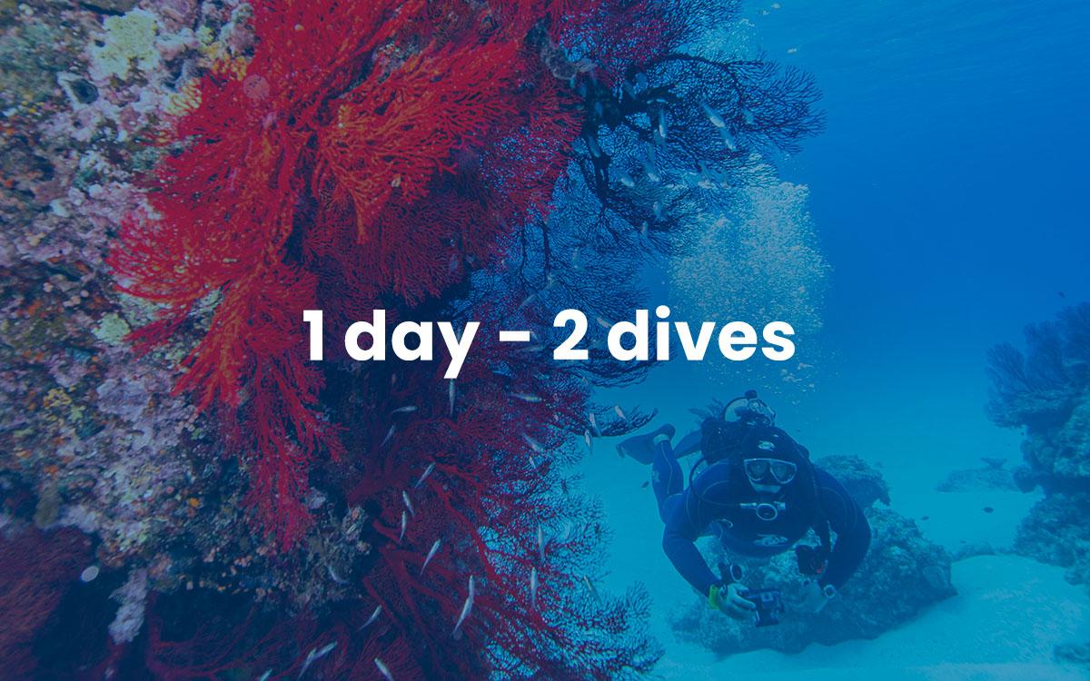 1 Day / 2 Dives